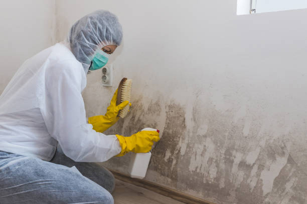 Best Mold Remediation for Healthcare Facilities  in University City, MO