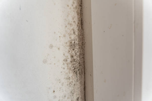 Reliable University City, MO Mold Removal Solutions